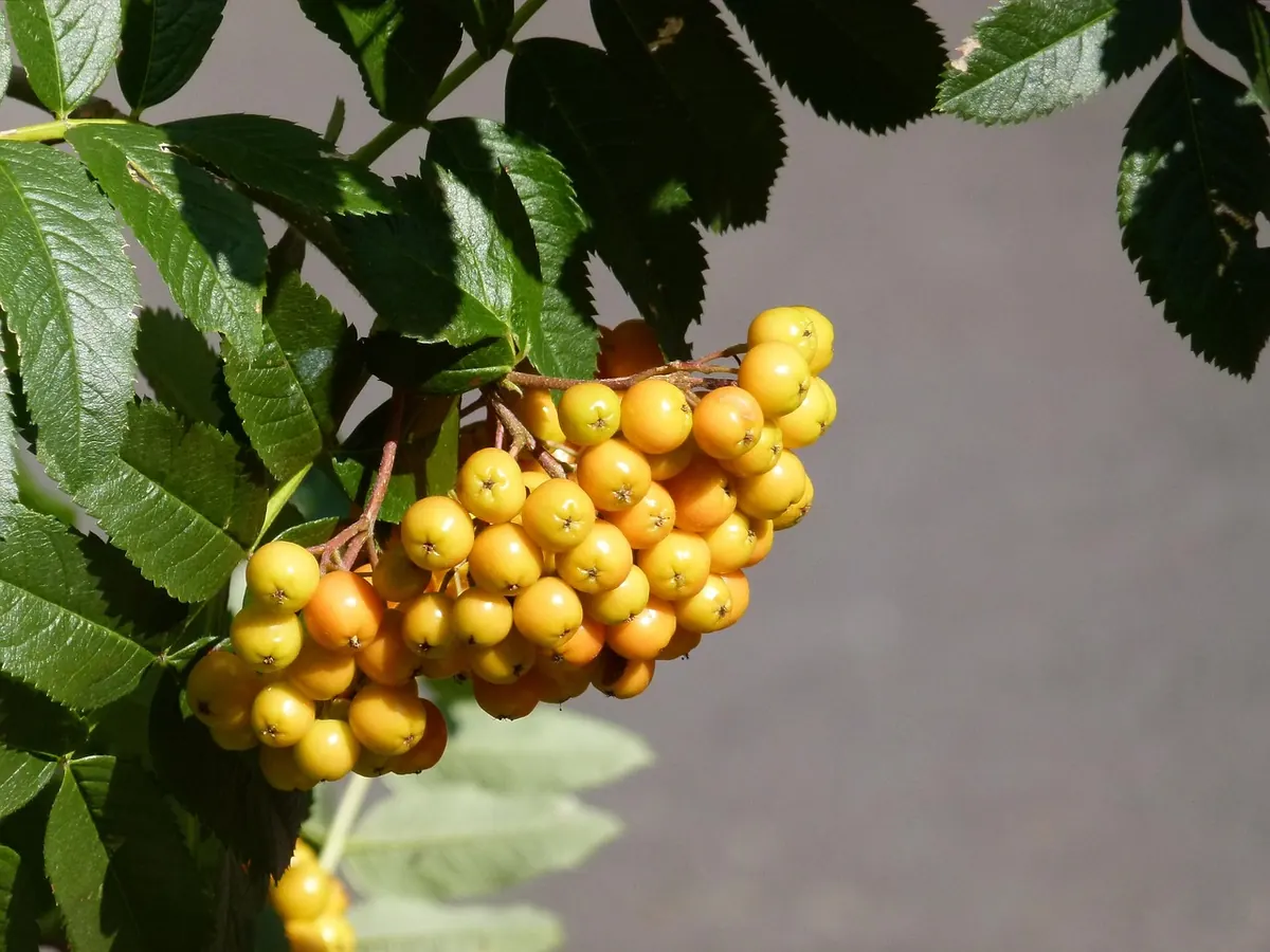 10 Rowan Species and Cultivars for Small to Large Gardens