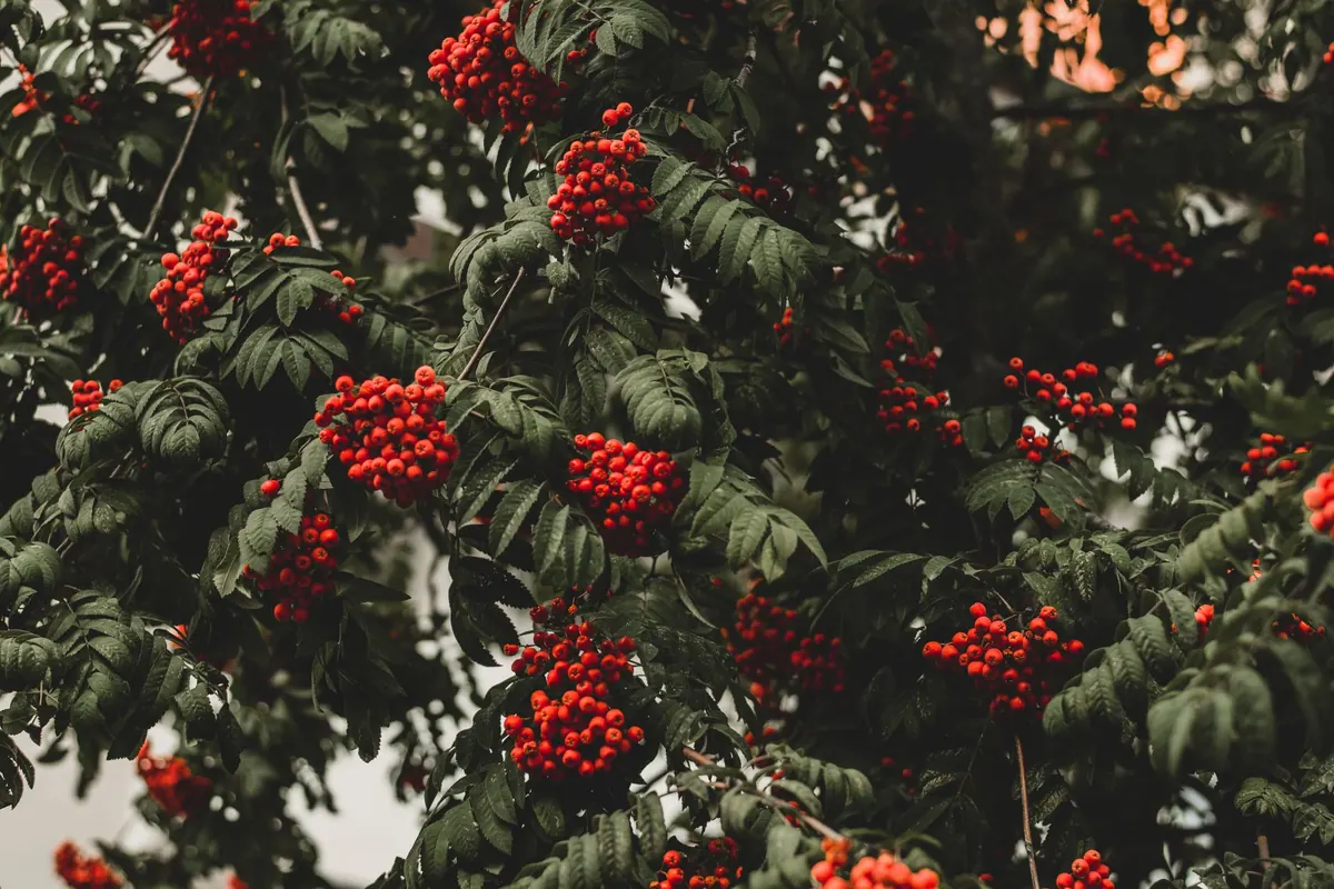 Growing Rowan Trees in Pots: A Beginner's Guide for Patios and Balconies