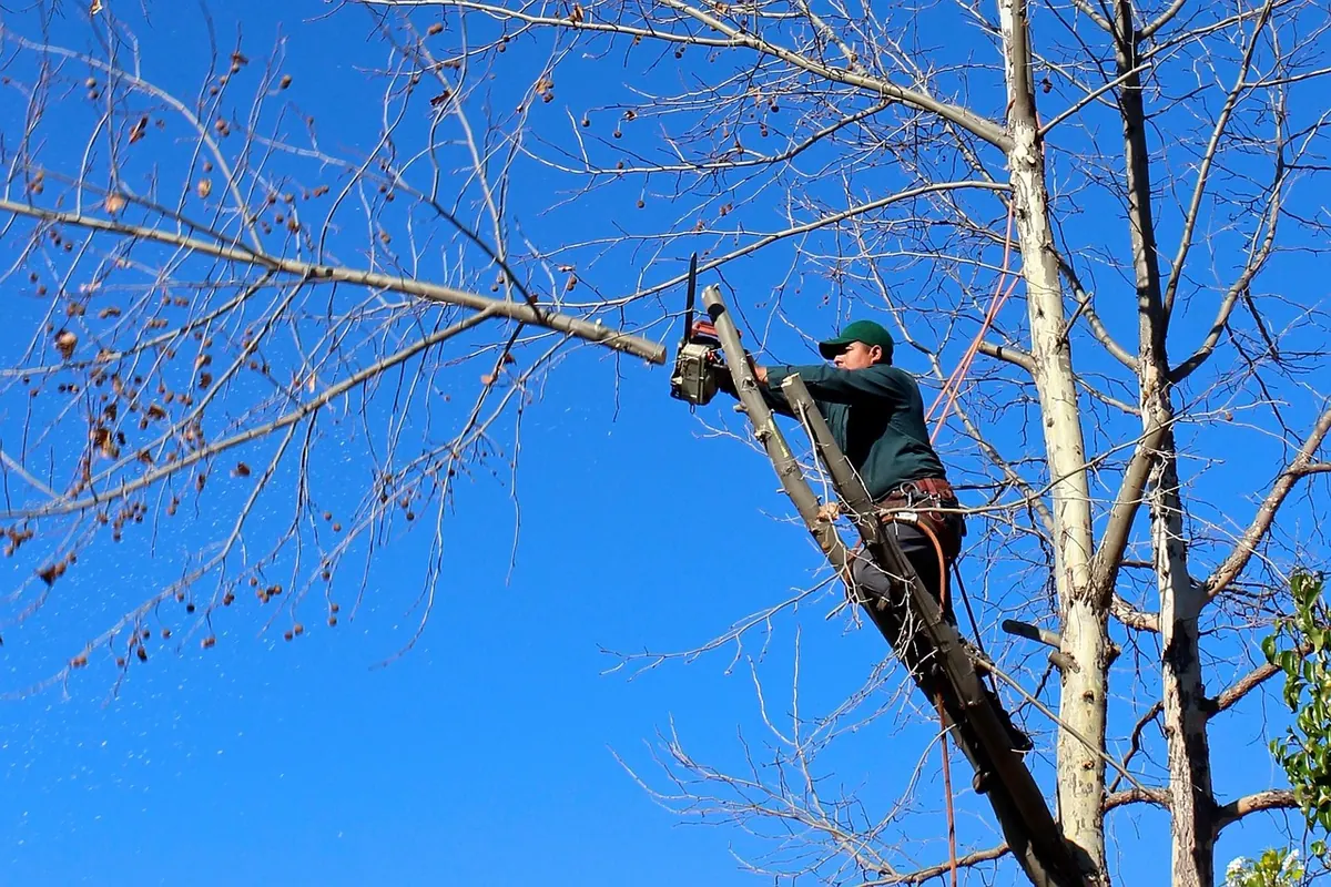 Pruning Rowan Trees: When and How to Cut for Health and Shape