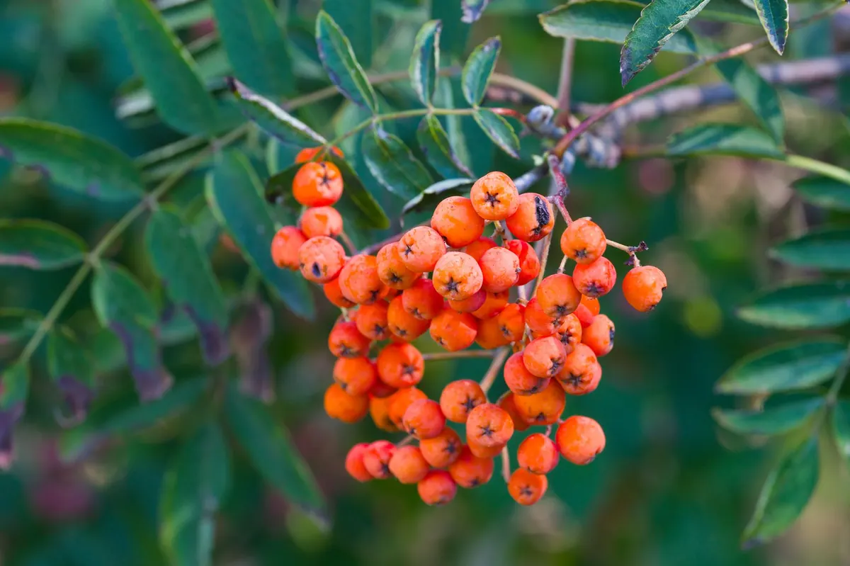 Rowan vs Mountain Ash: Are They the Same Tree?