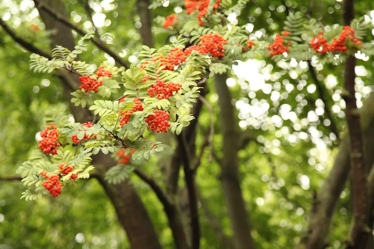 Why Your Rowan Tree Has No Berries: 7 Common Causes and Fixes
